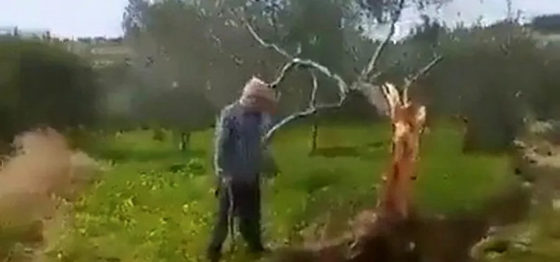 Fayın yıkıcı etkisi dehşete düşürdü! İkiye böldüğü ağacı 10 metre uzağa taşıdı