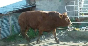 Tam 1,5 ton! Otomobille takasa çıkardı