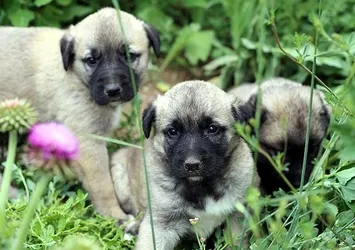 Köpekler kelimeleri ayırt edebiliyor