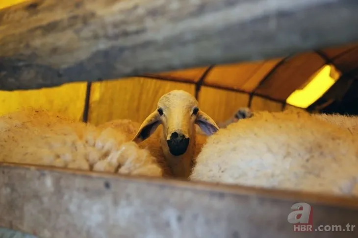 Kurbanlık fiyatları son dakika il il açıklandı: 2022 koyun, keçi, dana fiyatları ne kadar, kaç TL oldu? Büyükbaş, küçükbaş... 2