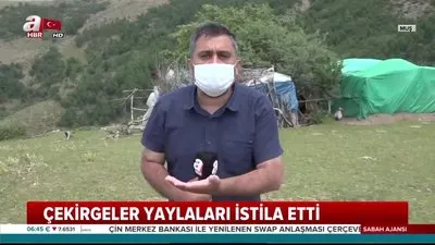 O kentte çekirge istilası