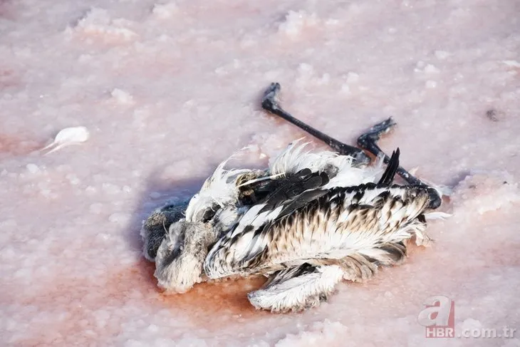 Tuz Gölü’nde büyük panik! Yüzlerce flamingo ölü bulundu