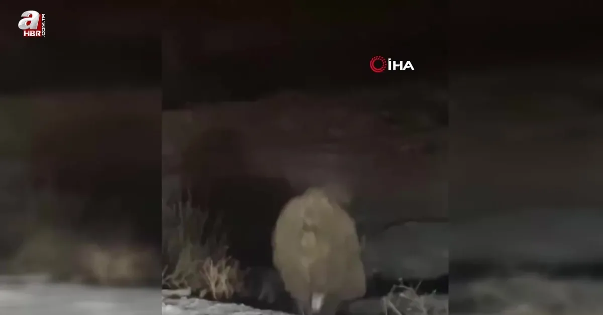 Yüksekova’da domuz sürüsü görüntülendi