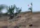 Çoban ayıyı bağırarak korkuttu