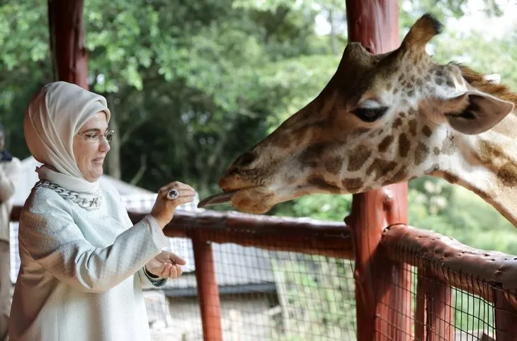 Emine Erdoğan zürafaları elleriyle besledi