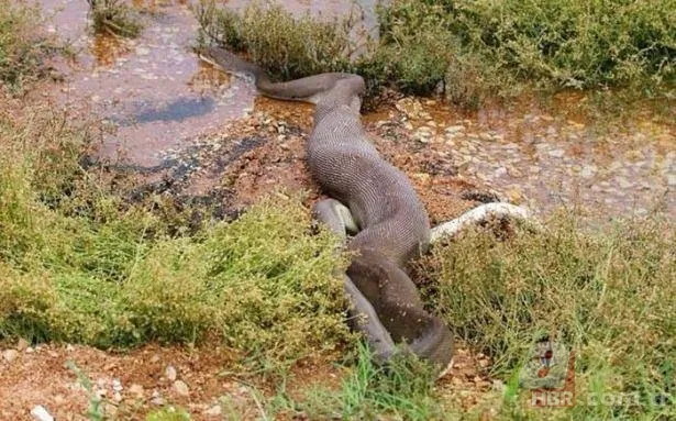 Görüntüler Türkiye'den! Ava giderken "avlandı" 19