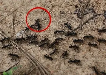 Karıncaların da kendi acil servisleri varmış!