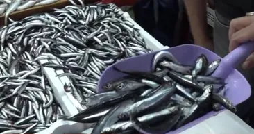 Hamsi ve istavritin fiyatı düştü! Balık tezgahlarında son durum ne? Hamsi, barbun, istavrit mezgit...