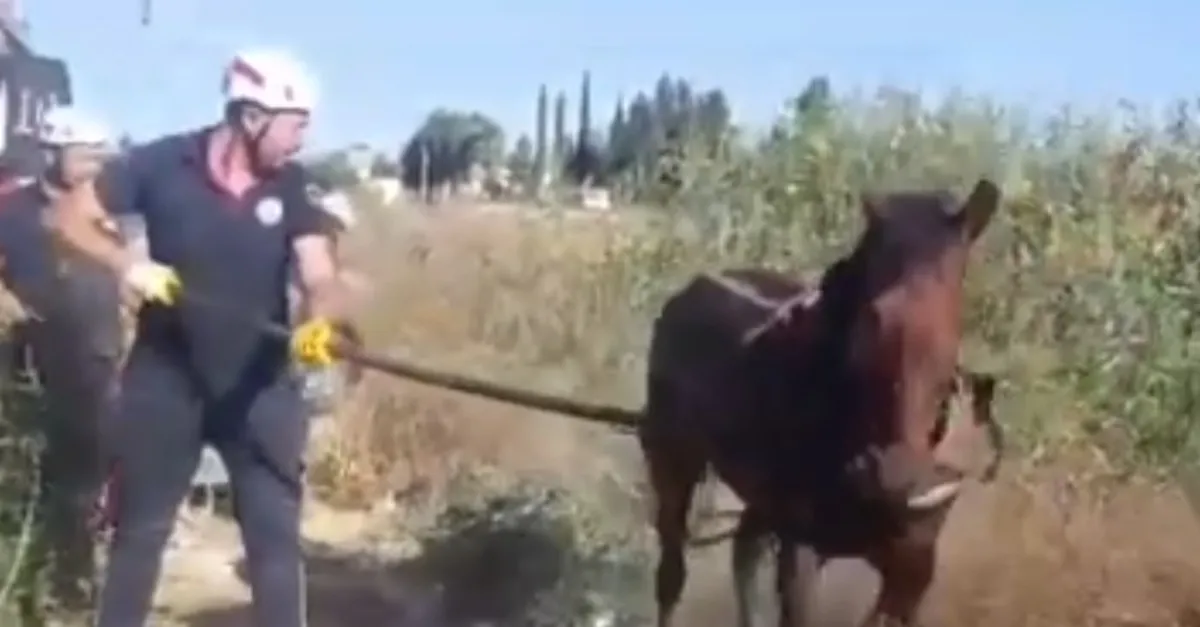 Tahliye kanalına düşen at kurtarıldı