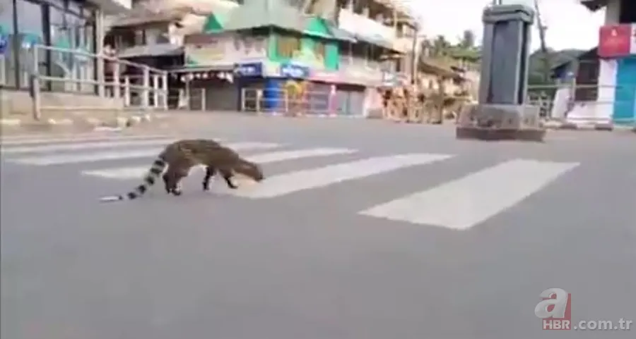 Koronavirüs nedeniyle sokağa çıkmak yasaklanmıştı! Sokakta yıllardır görülmeyen misk kedisi görüntülendi 3