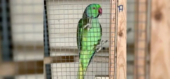Yasa dışı yollardan yurda getirdiği papağanları satan şüpheli yakalandı