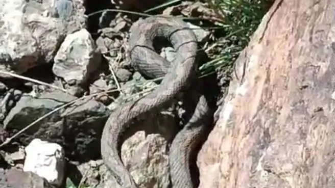 Van’da Türkiye’nin en zehirli yılanı görüldü