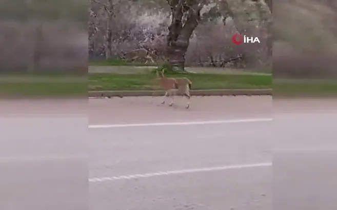 Çemişgezek’te yaban keçileri ilçe merkezine indi