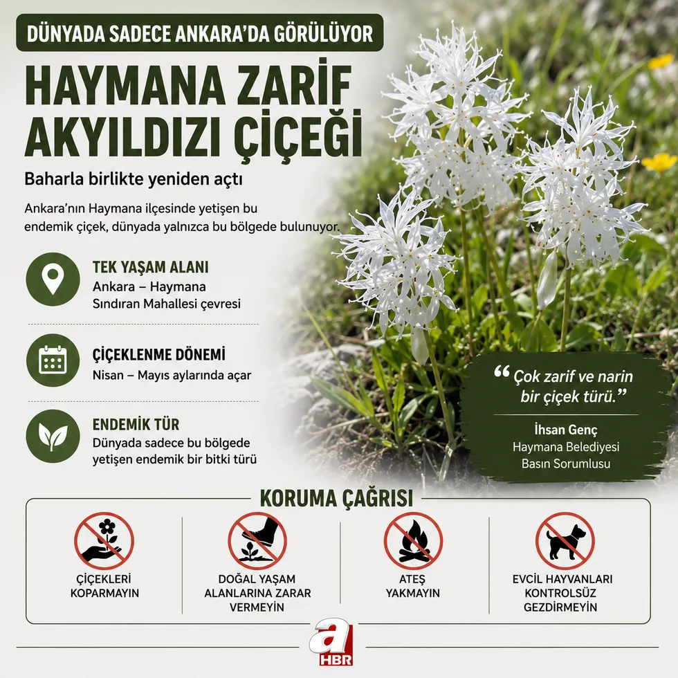 Dünyada sadece Ankara’da açıyor! Haymana’daki beyaz çiçek görenleri hayran bırakıyor - 1