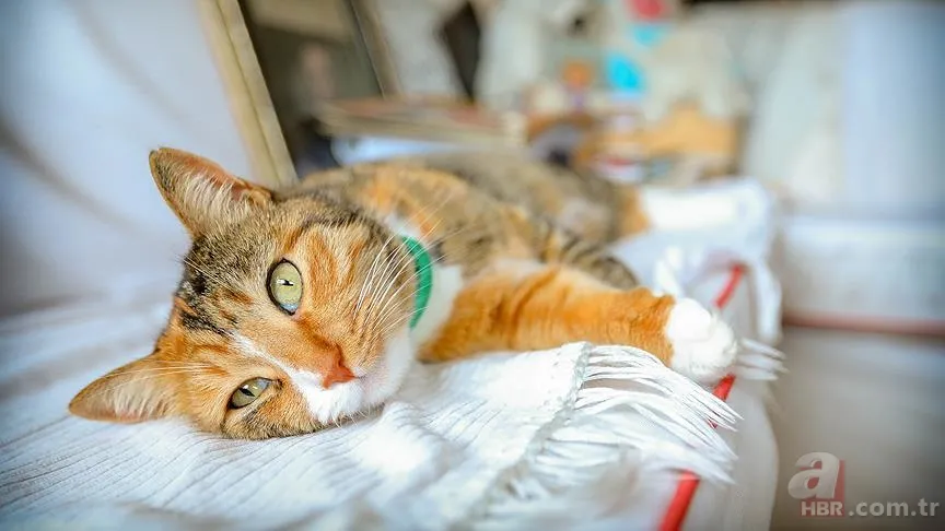 Evcil hayvan sahipleri buraya! Kedinizle iletişim kurmanın en pratik yolu 6