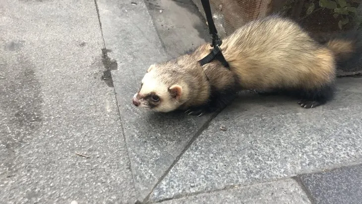 Taksim Meydanı’nda görenleri şaşırtan olay! Arkadaşı köpek gezdirirken o bakın ne ile dolaştı