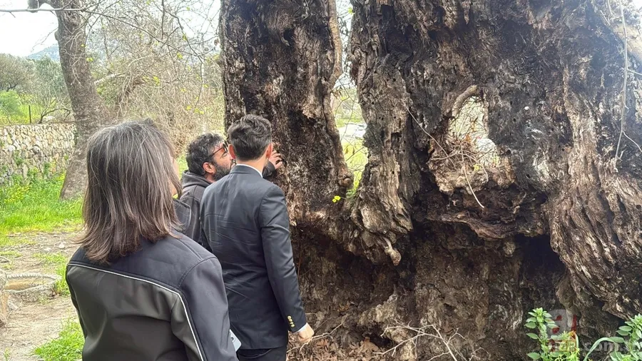 Bodrum'da 2 bin yıllık çınar ağacı bulundu 3