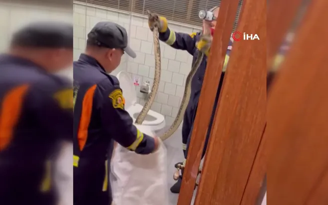Tuvaletten dev piton çıktı