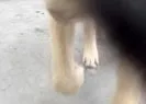 Video çekerken telefonunu köpeğe kaptırdı