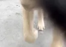 Video çekerken telefonunu köpeğe kaptırdı