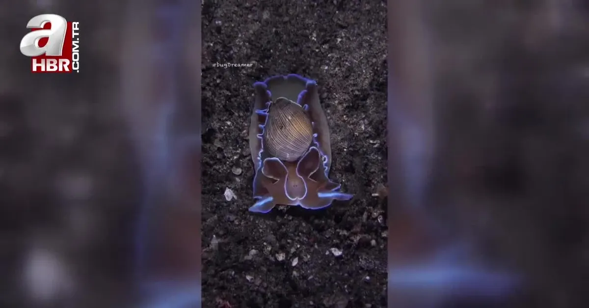 Okyanusun derinliklerinde yaşıyor!