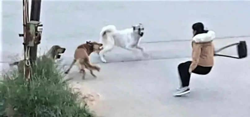 Başıboş köpekler genç kıza saldırdı! Yardımına son anda yetişti