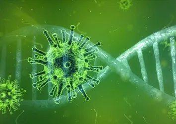 Yeni virüs paniği! Kır farelerinden insanlara geçiyor! Langya virüsü nedir? LayV virüsü belirtileri nelerdir?