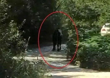 Bursa'da kaçan boğa 40 saat sonra bulundu!