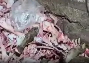 Kayseri'de 1,5 ton uygunsuz et ele geçirildi! Vatandaşa yedireceklerdi