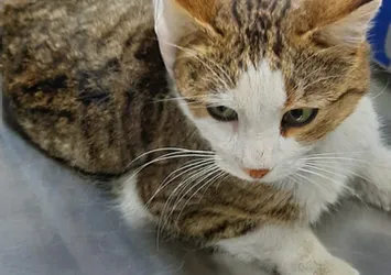 Böyle vicdansızlık görülmedi! Beline çelik tel bağlanan kedi ölümü terk edildi