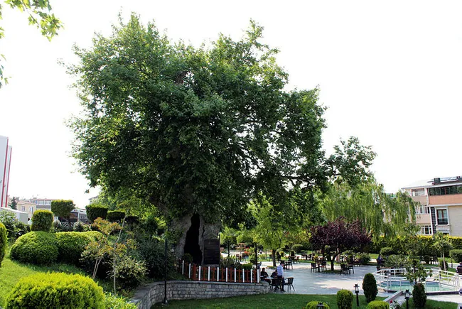 Kocaeli’de 850 yaşındaki çınar ağacı zamana meydan okuyor - 4