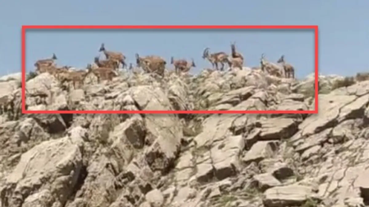Malatya'da dağ keçileri görüntülendi