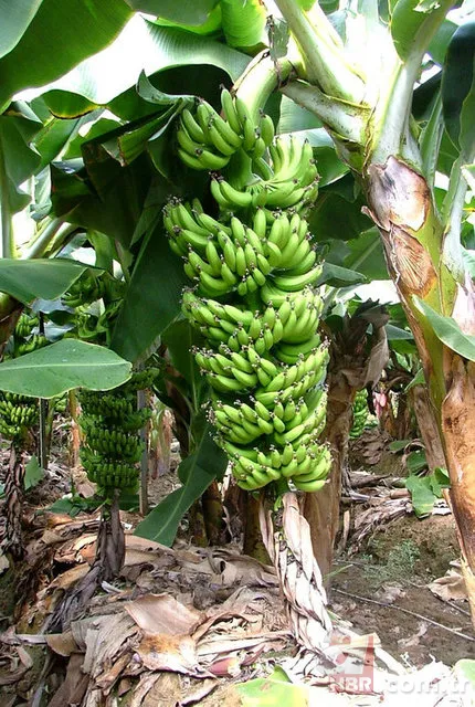 Toprağın içerisine yumurta koyunca bakın ne oluyor? 🥚 4