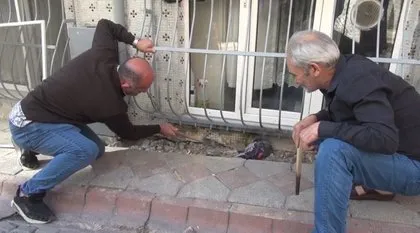 Koyunlar korkuyla kaçışmaya başladı! 2,5 metrelik dev yılan…