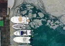 Marmarayı istila ettiler! Bilim insanları sahada