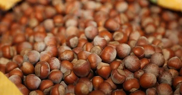 Fındık fiyatları ne zaman açıklanacak 2021? Fındık taban fiyatları açıklandı mı, belli oldu mu? İşte il il liste... - 1