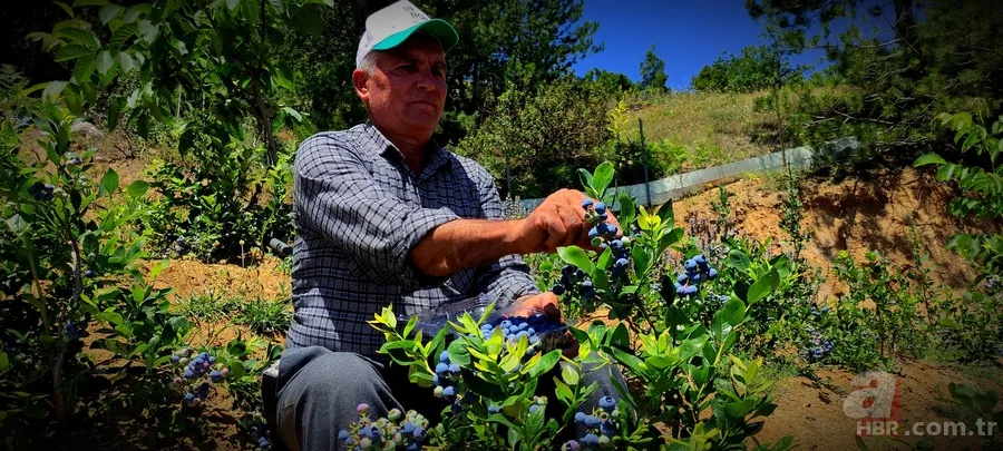 Kilosu 100 TL’lik meyvelerini bakın nasıl koruyor! Görenler hayrete düştü 1