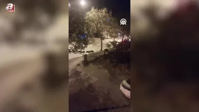 Yaban domuzları ilçe merkezine indi