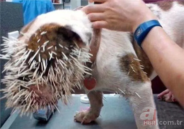 Onları görenler şaştı kaldı! 9