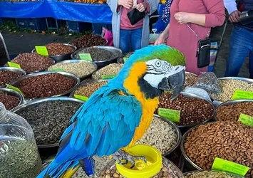 Turgut Özal'ın papağanı "Cabbar" ikinci kez çalındı