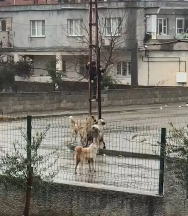 cocugun-yasam-savasi-sokak-kopeklerinden-kurtulmak-icin-bakin-ne-yapti-1641992126517.jpg Çocuğun yaşam savaşı! Sokak köpeklerinden kurtulmak için bakın ne yaptı - 2