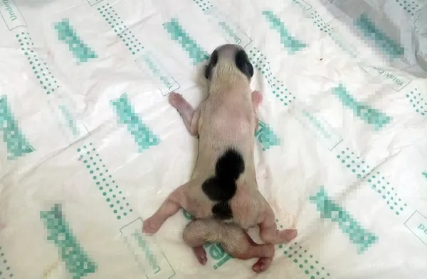 1624523476725.jpg 6 bacakla dünyaya geldi! Organ yetmezliğinden öldü - 3
