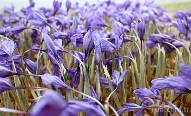 Türkiye'de bir ilk! Kilosu 450 bin TL, gram gram satılıyor: Bir avuç fiyatı şaşkına çeviriyor 9