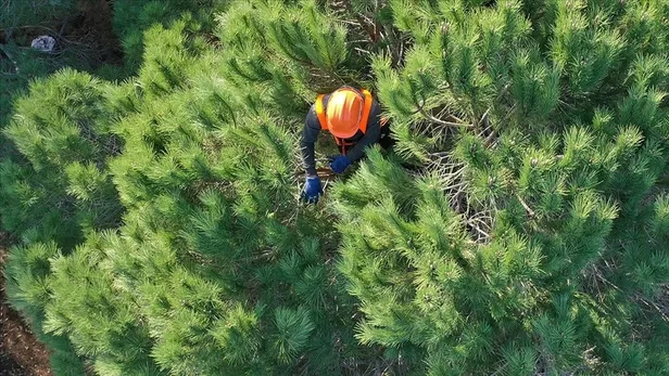 OGM sınavsız mülakatsız personel alımı yapıyor! 2021 Orman Genel Müdürlüğü personel alımı başvuru nasıl yapılır?