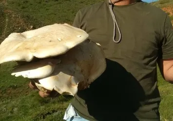Erzincan'da bulunan dev mantar şaşırttı