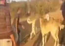 Kangal vahşeti!