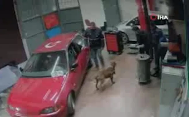 Başıboş pitbull paniğe neden oldu! CHP’li İBB yardım telefonunu geri çevirdi: Birini ısırırsa alırız