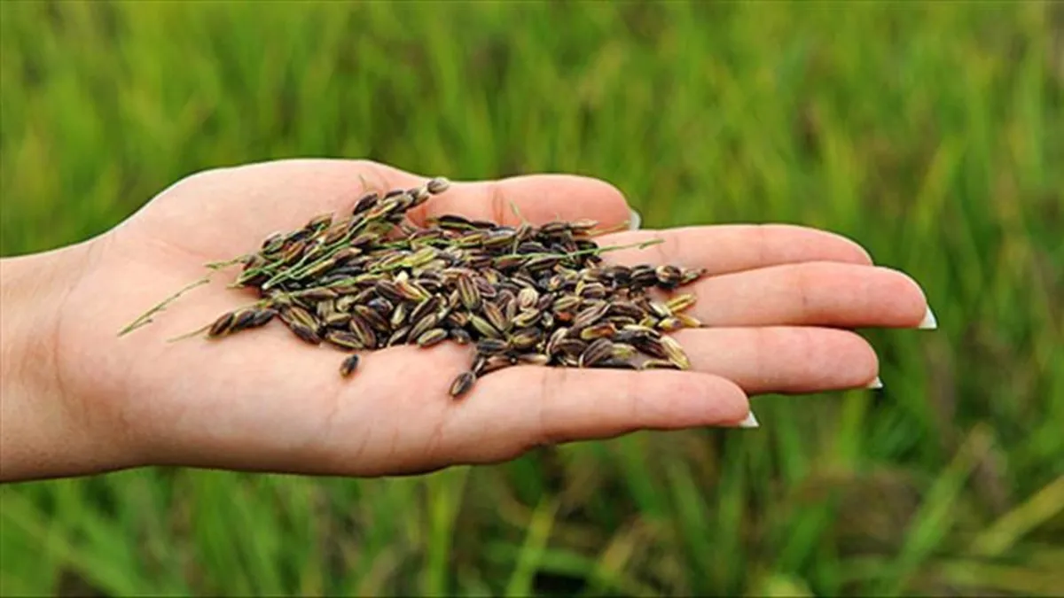 Türkiye'de sadece o ilimizde üretiliyor! Kolesterolün doğal ilacı...