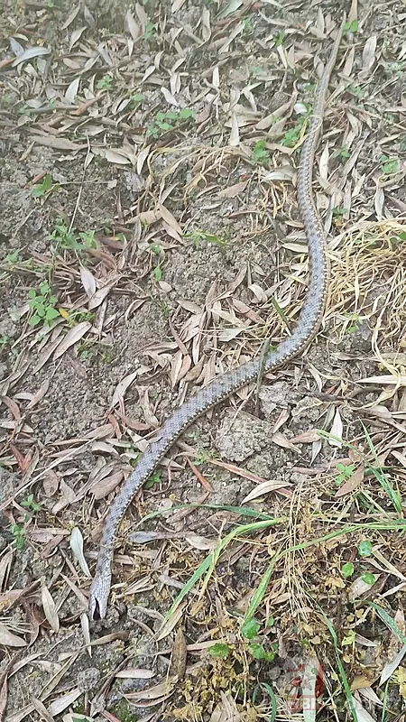 Tıkanan su borusundan çıkan şoke etti! 1 buçuk metrelik... 8