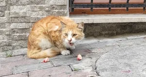 Sokak kedisine fakirlik belgesi çıkardı